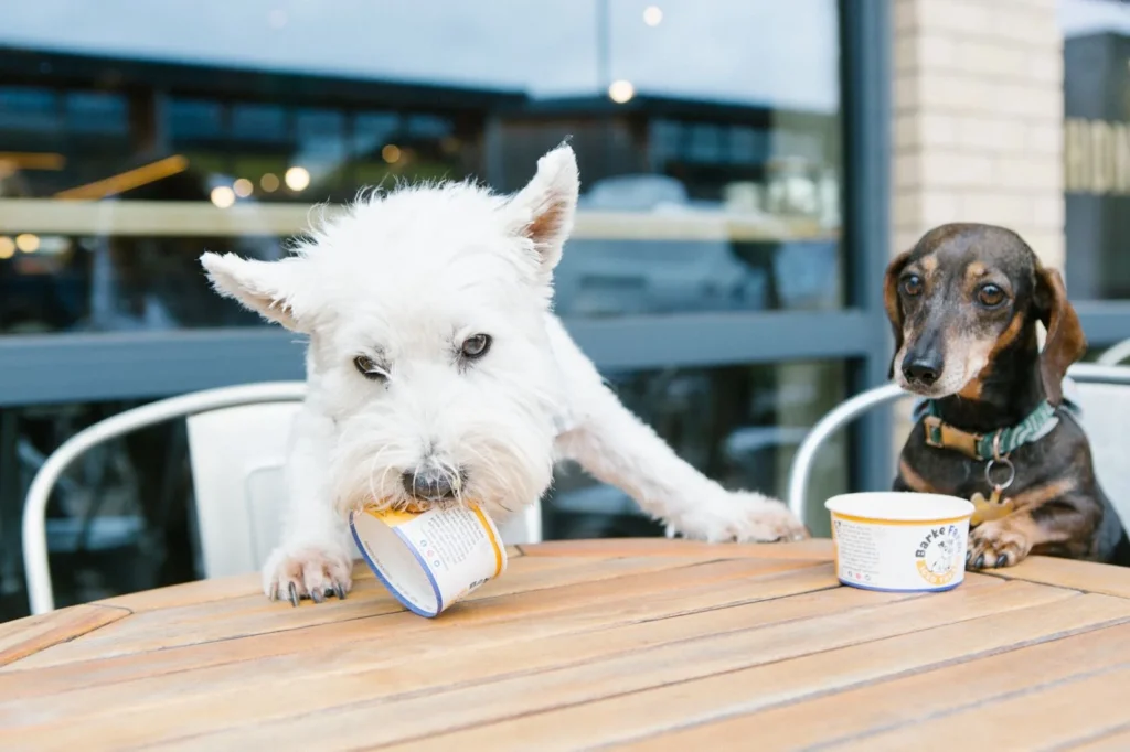 Two dogs eating dog ice cream out of pots, sat at a table. Elevate Your Social Media with Professional Management and Content Creation