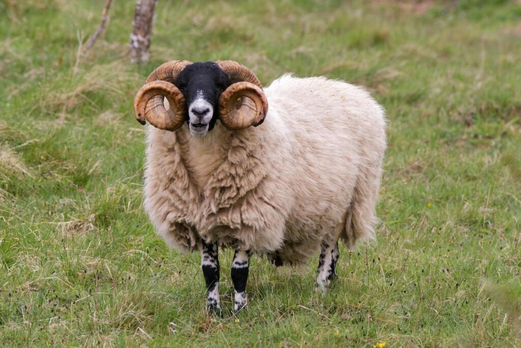 Rare breed sheep stood in a field.