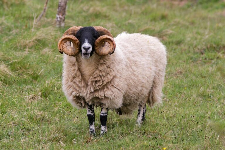 Rare breed sheep stood in a field.